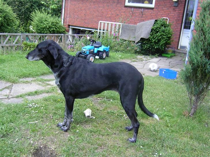 Blanding af racer sussie - Sussie ... se lige hale spidsen.. det eneste hvide på hele hunden billede 1