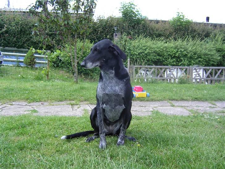 Blanding af racer sussie - jeg kan også sidde pænt billede 2