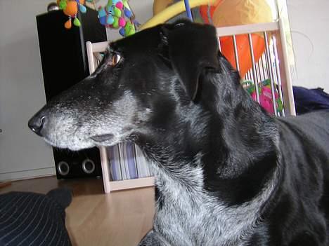 Blanding af racer sussie - var det mon min madskål de rørte???? billede 3