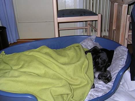 Blanding af racer sussie - pu ha det var hårdt!!!! billede 4