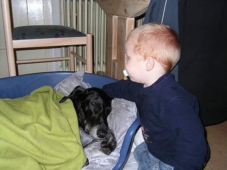 Blanding af racer sussie - gode venner billede 5