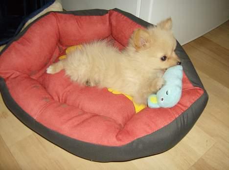 Pomeranian Gizmo *RIP :'( billede 7