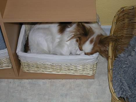 Papillon Fie billede 5