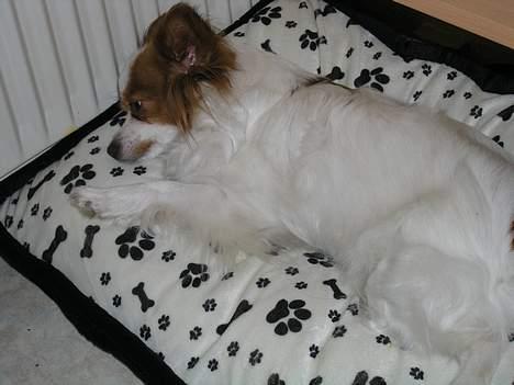 Papillon Fie billede 6