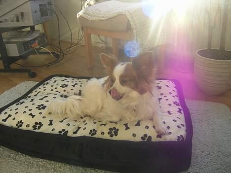 Papillon Fie billede 7