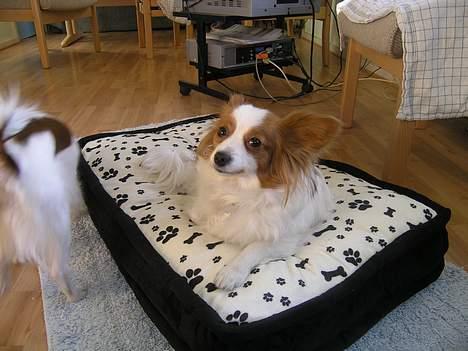 Papillon Fie billede 8
