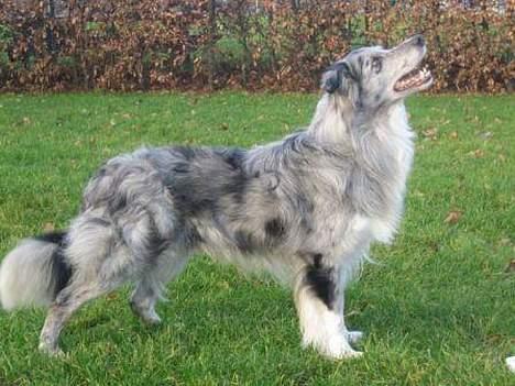 Border collie Pei Pei - Farmand "Spooky" til kuld E billede 15