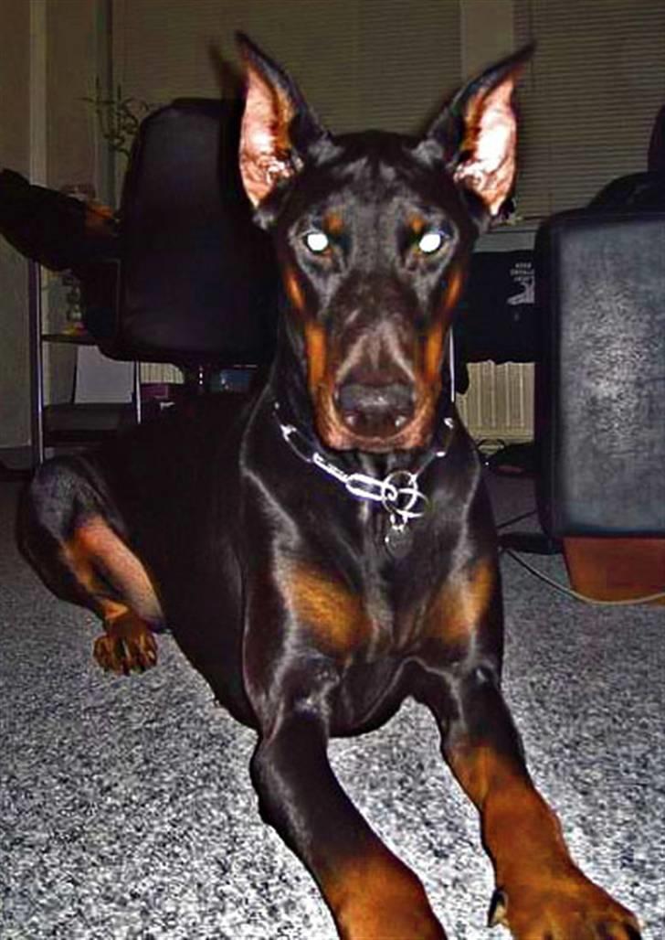 Dobermann Sakura billede 6