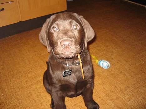 Labrador retriever Balou - Tosset hund, med tyggeben hængende i munden. billede 1