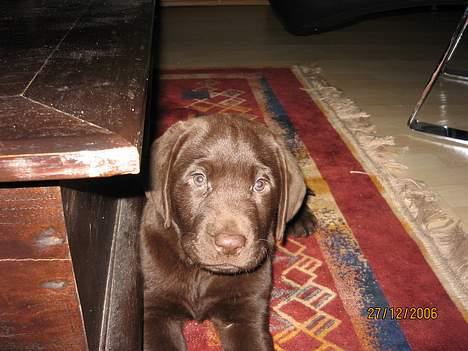Labrador retriever Balou - Den første dag i sit nye hjem. 8 uger gammel. billede 2