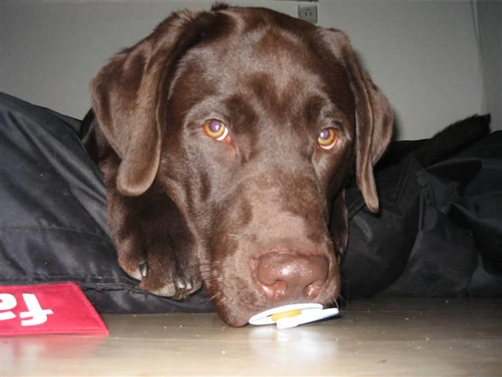 Labrador retriever Balou - Man er vel kun en hvalp (ca 9 måneder) billede 3