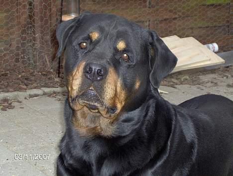 Rottweiler  Basse - for lækker billede 11