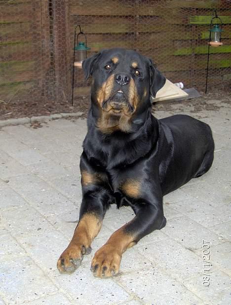 Rottweiler  Basse - lidt overlegen er man vel.. billede 12