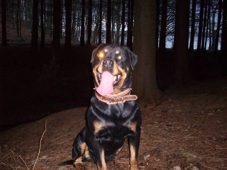Rottweiler  Basse - elsker at være i skoven billede 13