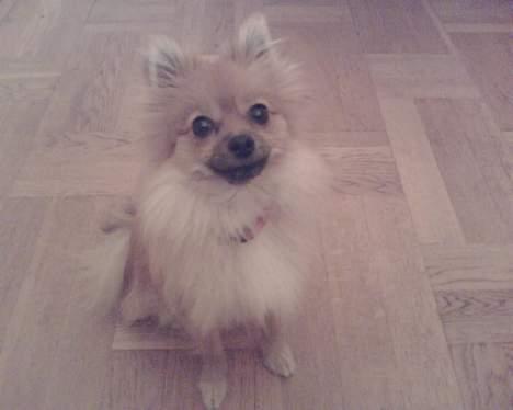Pomeranian Kit  (betty) billede 9