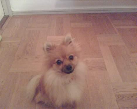 Pomeranian Kit  (betty) billede 10