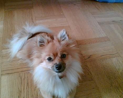 Pomeranian Kit  (betty) billede 11