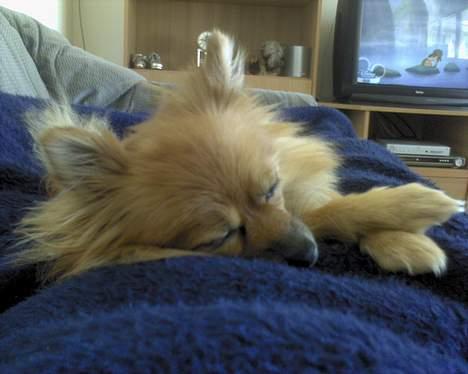 Pomeranian Kit  (betty) billede 12