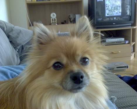 Pomeranian Kit  (betty) billede 13