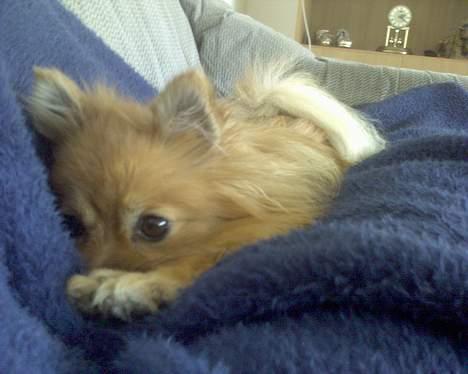 Pomeranian Kit  (betty) billede 14