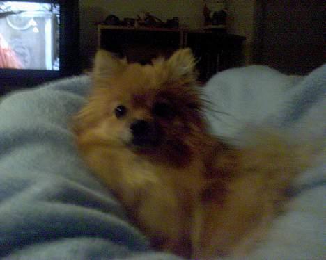 Pomeranian Kit  (betty) billede 15