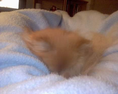 Pomeranian Kit  (betty) billede 16