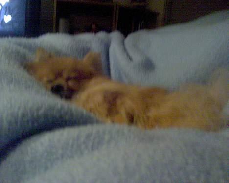 Pomeranian Kit  (betty) billede 17