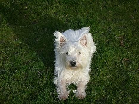 West highland white terrier tutsi - her ser jeg sød ud....... der er jo kamaraer til stede hehe billede 8