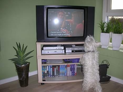 West highland white terrier tutsi - jeg forstår altså ikk hvor lyden komme fra... billede 9