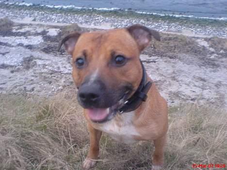 Staffordshire bull terrier Boss * R I P * <3 - nyt 15.03.07 billede 13