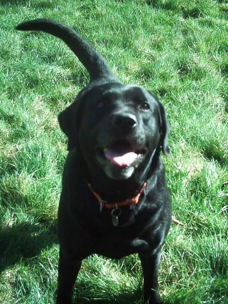 Labrador retriever Balou* Aflivet 4.juni07* - smil.. og kast nu pinden! billede 6