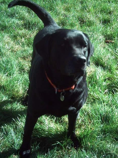 Labrador retriever Balou* Aflivet 4.juni07* - hov! hvad hvar nu det?...Jeg tror det er hestene! billede 7