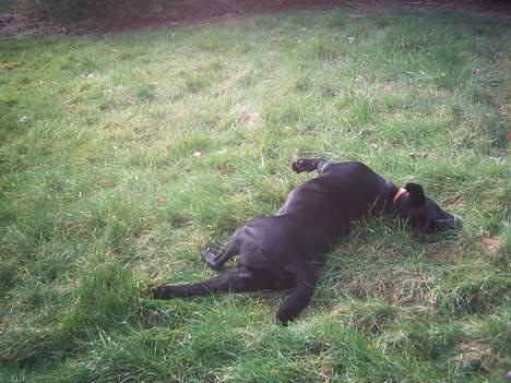 Labrador retriever Balou* Aflivet 4.juni07* - efter alle de billeder.. må man hellere rulle sig så man stinker! _ _; billede 8