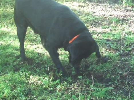 Labrador retriever Balou* Aflivet 4.juni07* - kom her muldvarp! billede 9