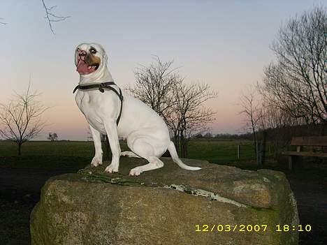 Amerikansk bulldog Kela billede 1