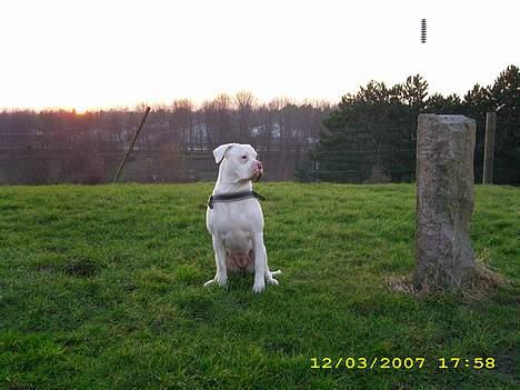 Amerikansk bulldog Kela billede 2