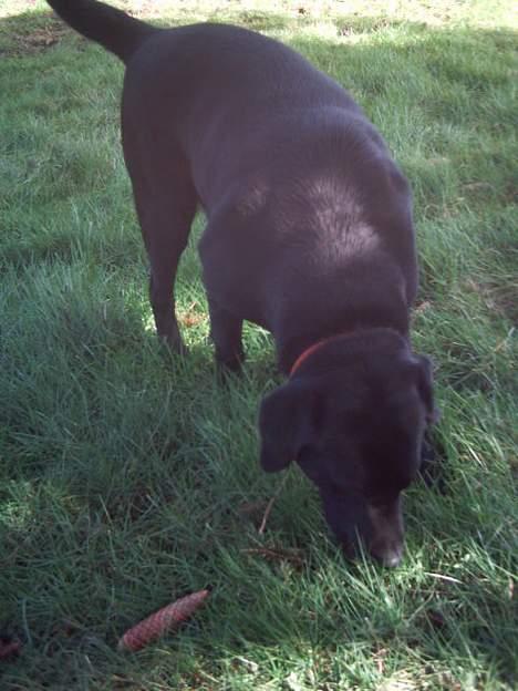 Labrador retriever Balou* Aflivet 4.juni07* - *snuse snuse* billede 10