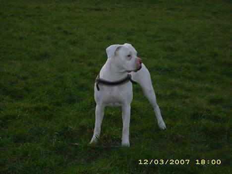 Amerikansk bulldog Kela billede 3