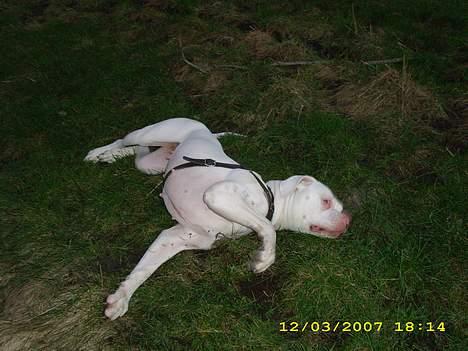 Amerikansk bulldog Kela billede 4