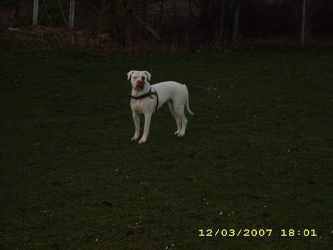 Amerikansk bulldog Kela billede 5