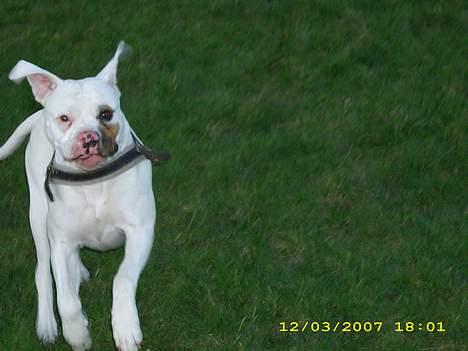 Amerikansk bulldog Kela billede 6