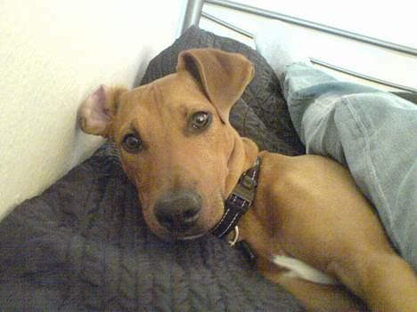 Blanding af racer Frej billede 11