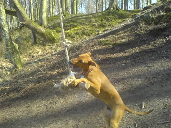Blanding af racer Frej - en kedelig søndag billede 12