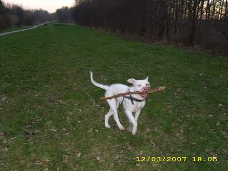 Amerikansk bulldog Kela billede 7