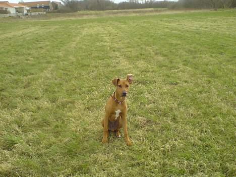 Blanding af racer Frej billede 13