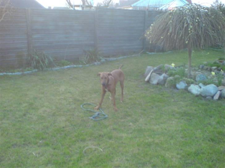 Blanding af racer Frej - Kast nu mann!!! billede 14