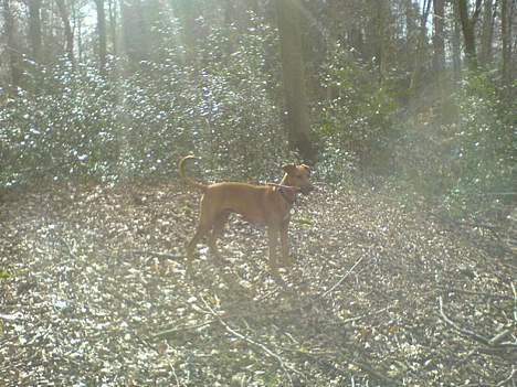 Blanding af racer Frej billede 15