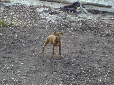 Blanding af racer Frej billede 16