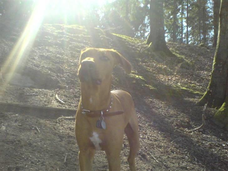 Blanding af racer Frej billede 17