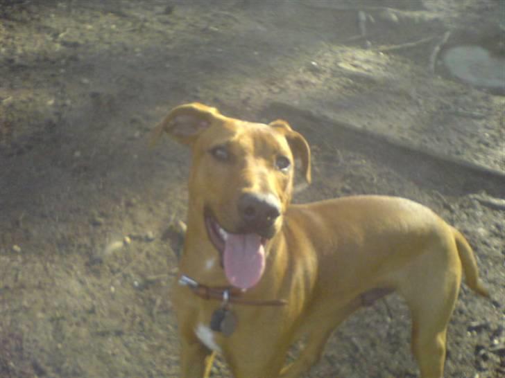 Blanding af racer Frej billede 18